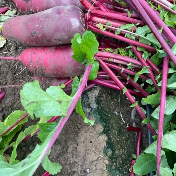 当季新鲜穿心红罗卜红皮萝卜可生吃可做菜的优质蔬菜