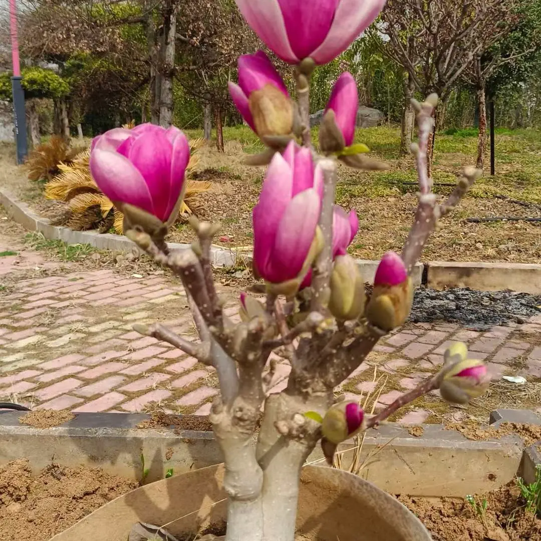 浓香型矮化玉兰花苗带花苞适合南北方阳台庭院种植花卉