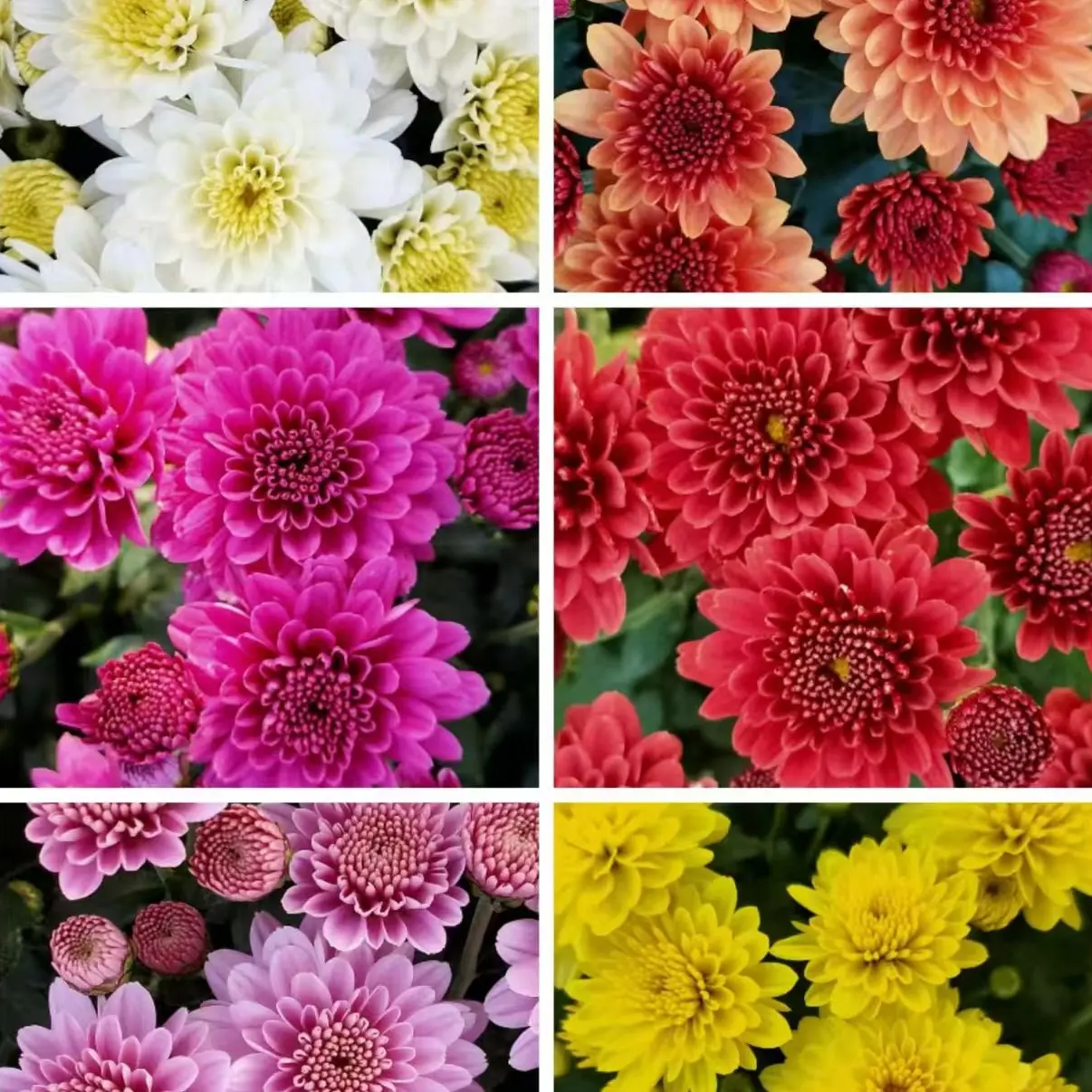 四盆组合新手好养易活耐寒耐热球菊千头菊一物一拍只包开箱