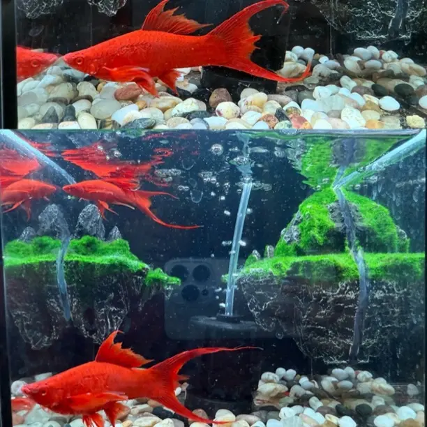 燕尾红箭大种鱼（10-14cm）