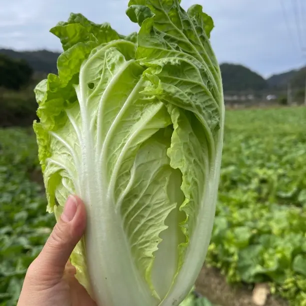贵州高山包头白菜圆白菜火锅菜麻叶青菜露天种植农家新鲜蔬菜