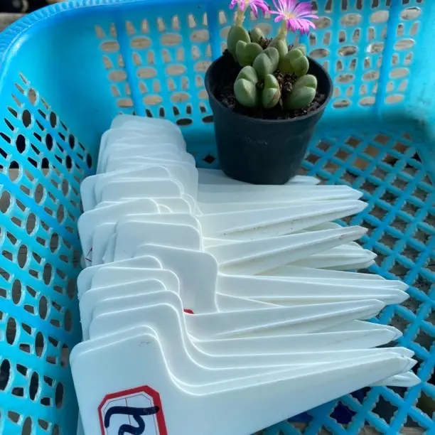 绿花单头肉锥多肉植物番杏科室内办公室阳台盆栽秋冬春好养