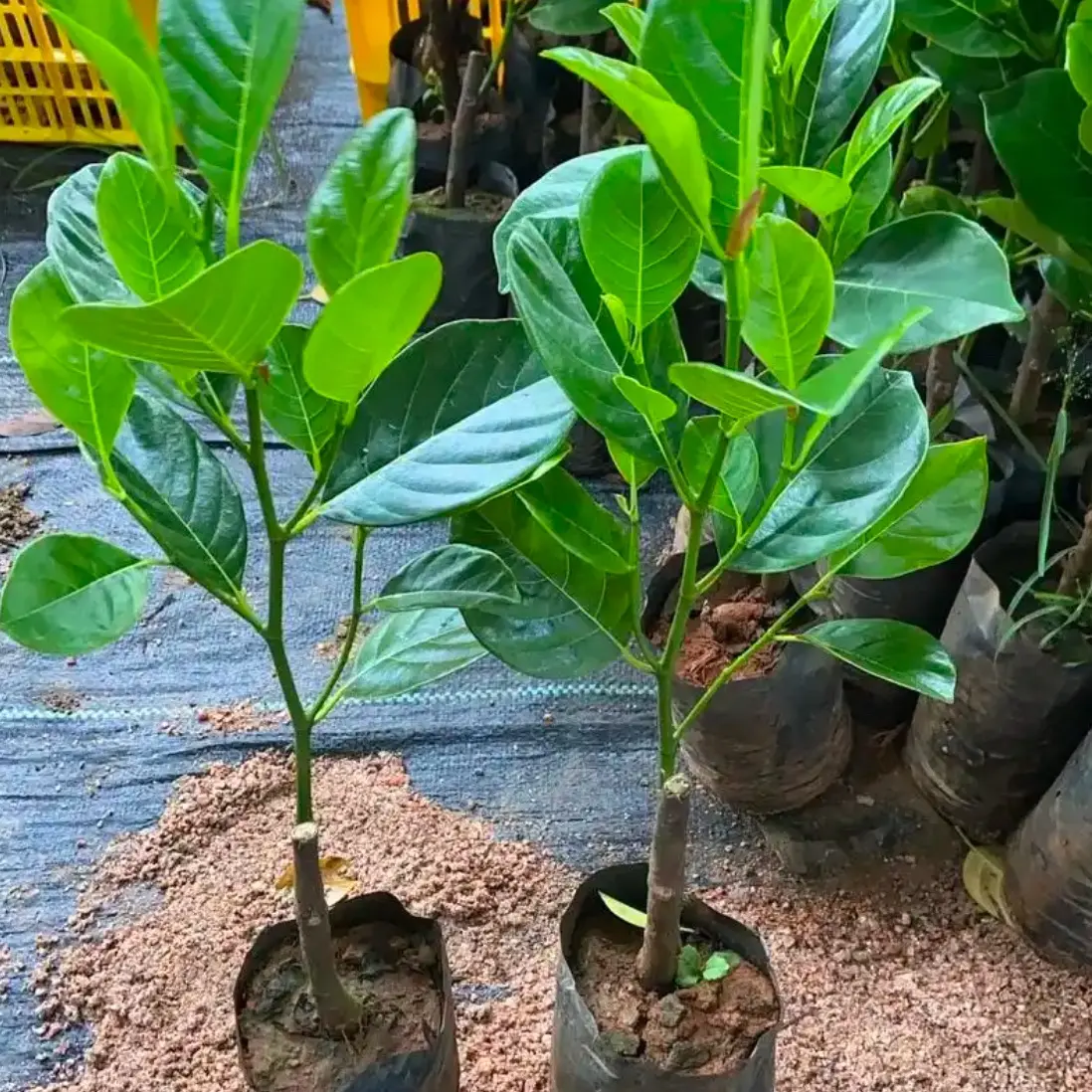 正宗 印尼红菠萝蜜嫁接苗 耐寒红肉干包菠萝蜜（带土带叶）