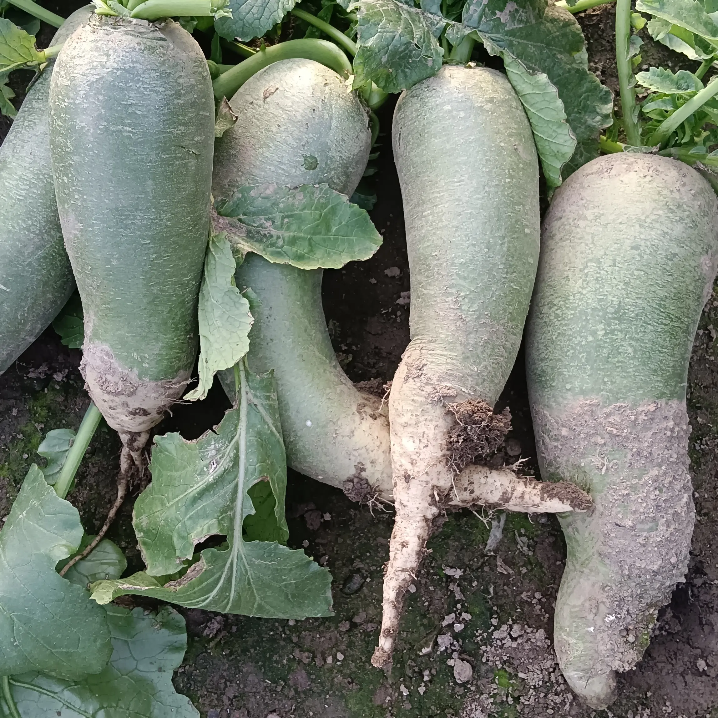 正宗天星萝卜瑕疵 小个 味道一样很好