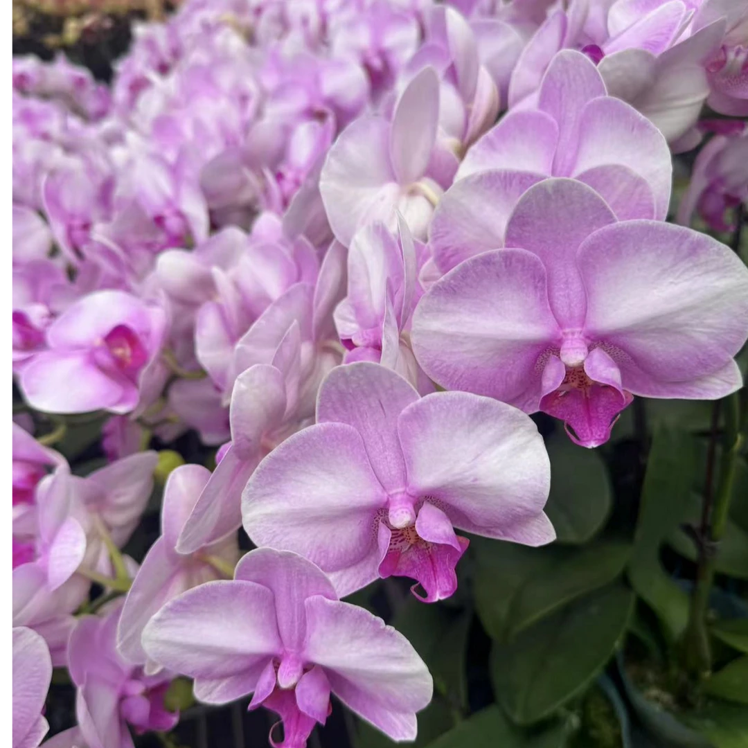 蝴蝶兰【月亮公主】高端花卉 客厅美观 基地直发