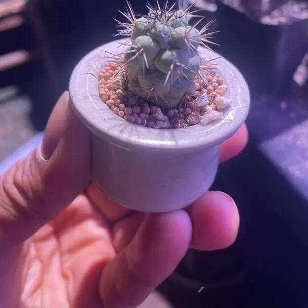 多肉植物帝王丸盆带土好养易活室内桌面可爱绿植