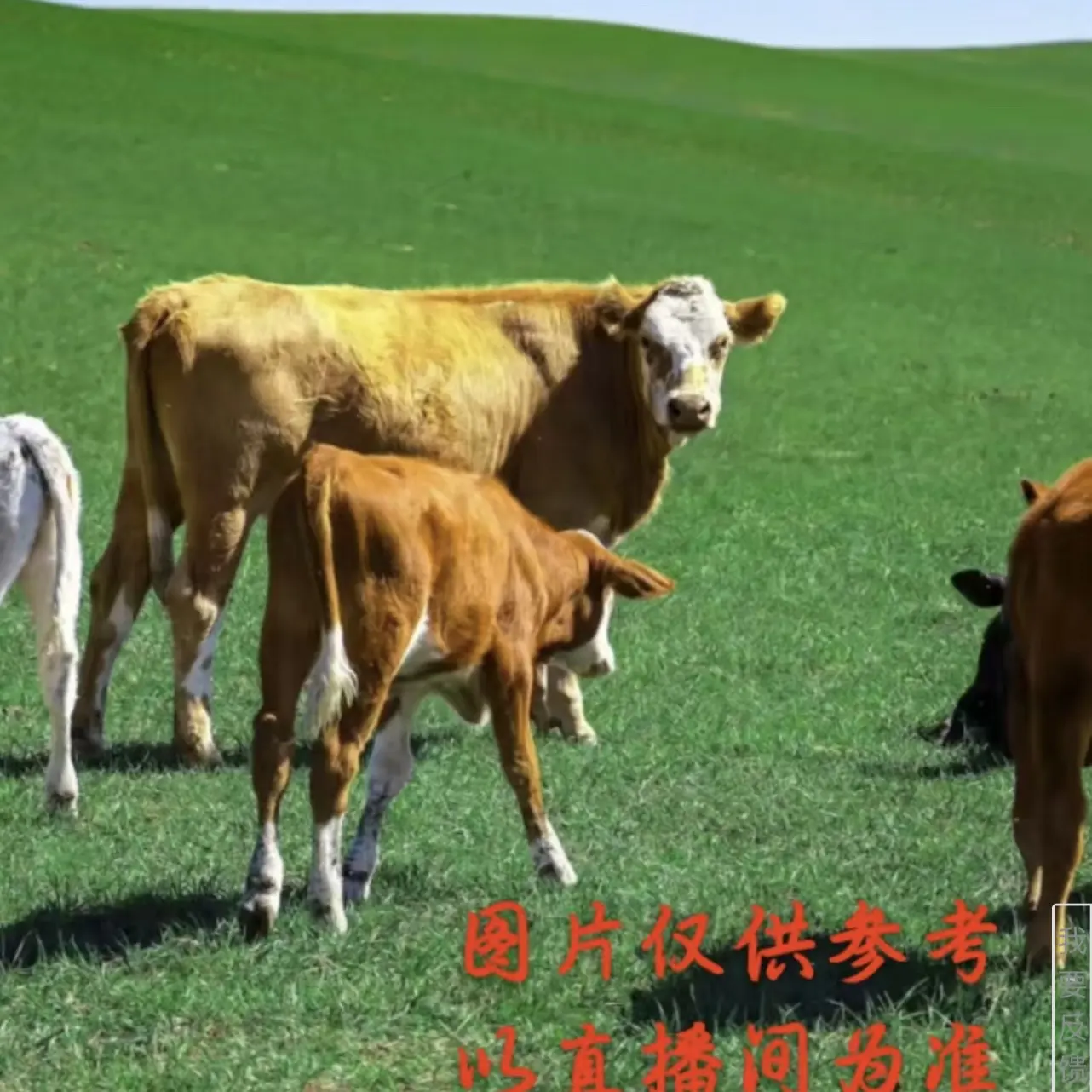 东北黄牛 牛杂拼单 以直播间讲解为准 冷冻发货 中通快递