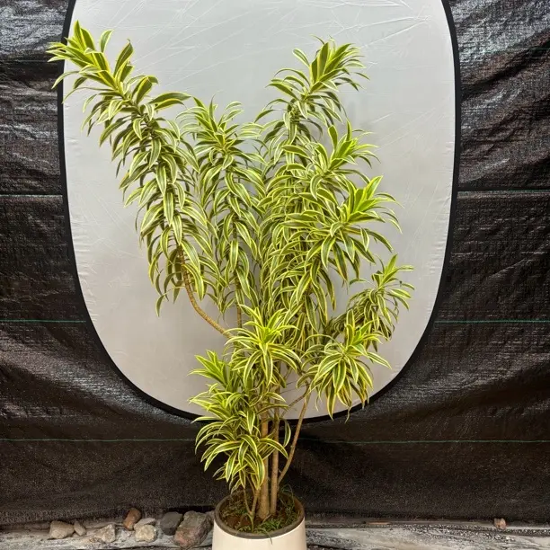 老桩金边百合竹高端绿植好养活寓意步步高升百年好合