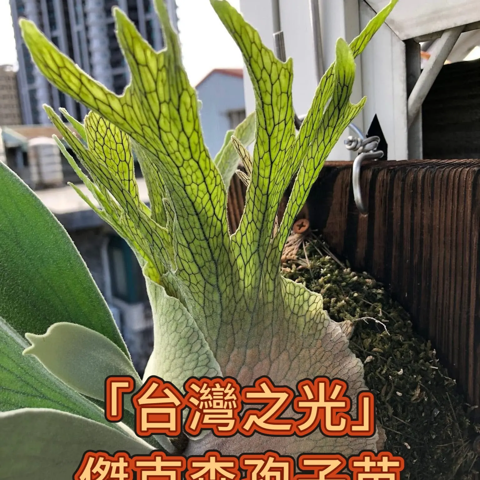 台湾之光 澳银Hfg「杰克森」孢子苗鹿角蕨