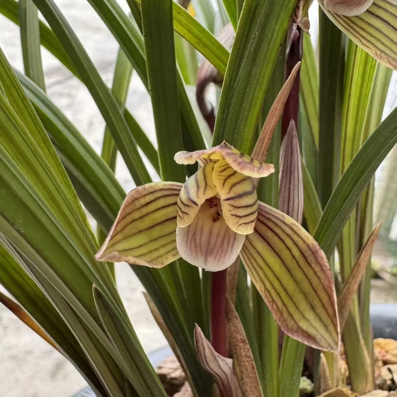 一物一拍兰花带花苞花卉绿植