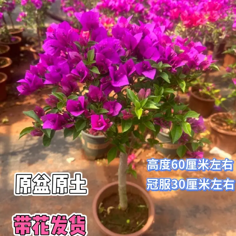 云南紫三角梅盆栽原盆原土带花发货四季开花好养易活耐寒耐热