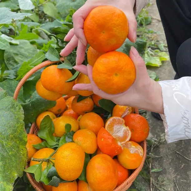 四川金秋砂糖桔新鲜现摘枝头熟孕妇水果整箱应季薄皮现摘多汁无酸