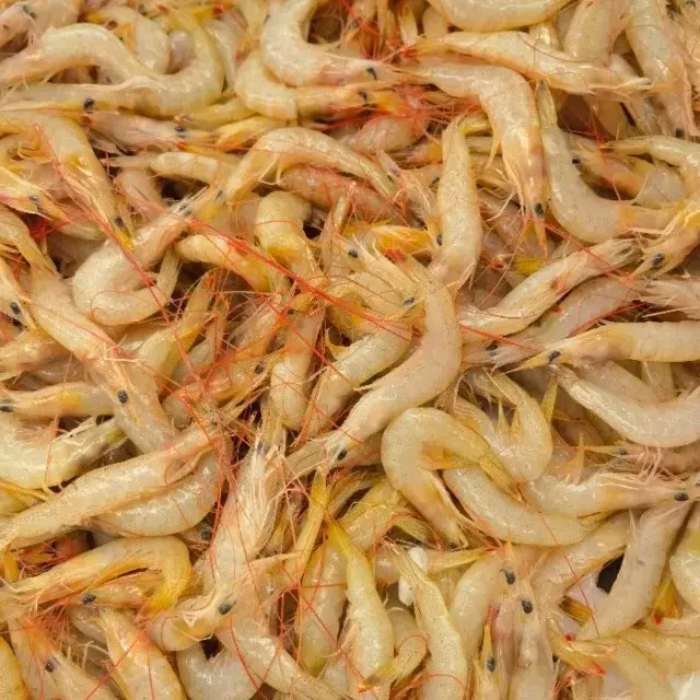 新鲜海捕野生小海虾速冻发货