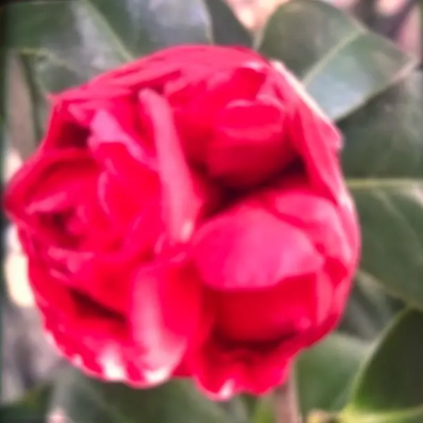 七巧茶花树苗花卉盆栽阳台庭院办公室好养活绿植