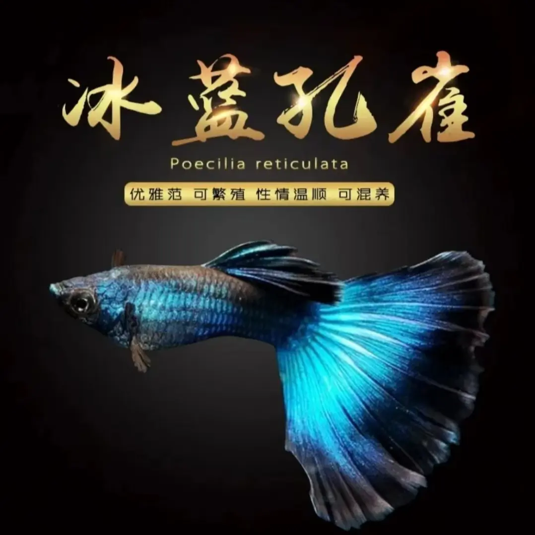 纯种孔雀鱼莫斯科冰蓝成熟稳重易存活灯光照射非常漂亮观赏鱼