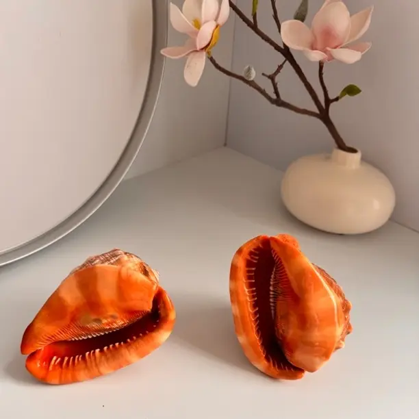 万宝螺，13cm左右收藏礼品寓意招财适合家居装饰