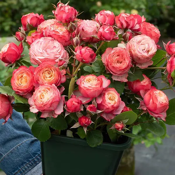 欧月浪漫比克月季花丰花多头包子型勤花耐热直立灌木月季阳台盆栽