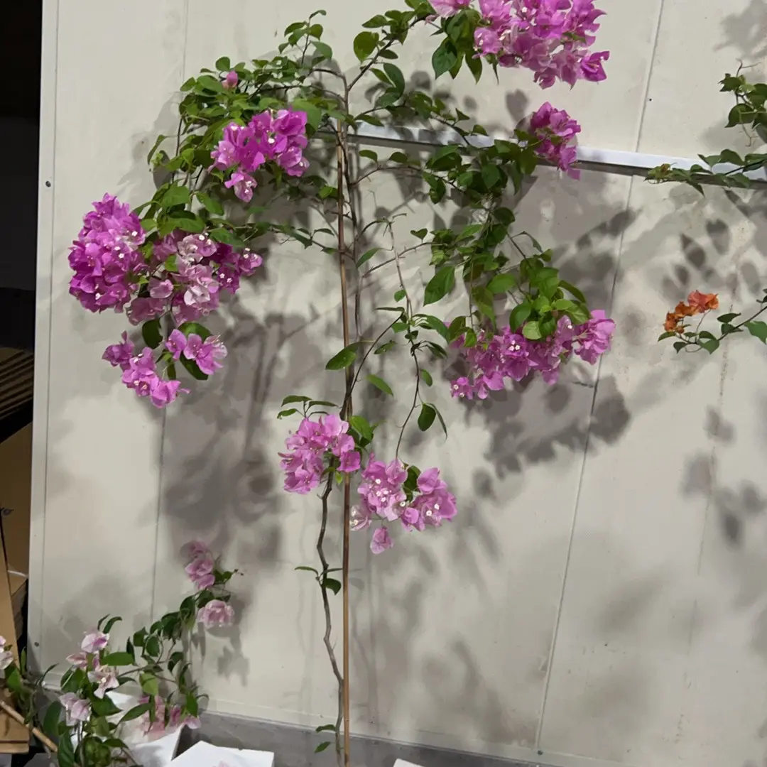 三角梅漳红樱网红好养勤花绿植花卉带花