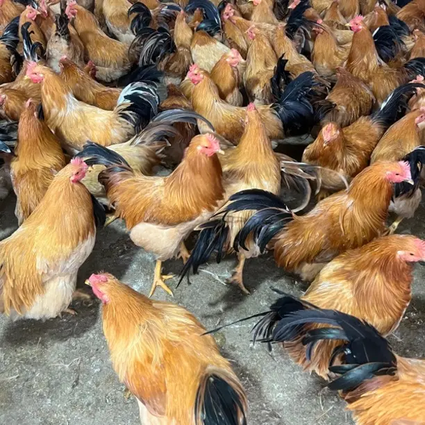 湛江散养土小阉鸡农家散养土鸡新鲜现杀白切鸡品质靓鸡顺丰包邮