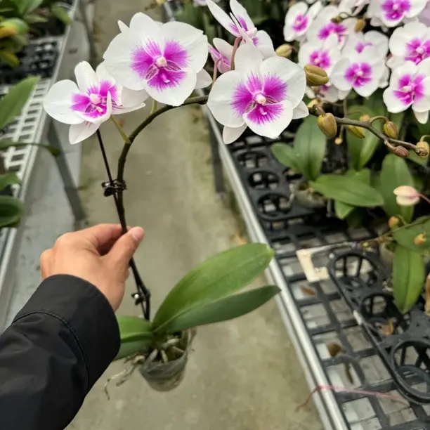 【凤凰鸟】2.8寸杯带花带花苞发货非常适合桌面摆放