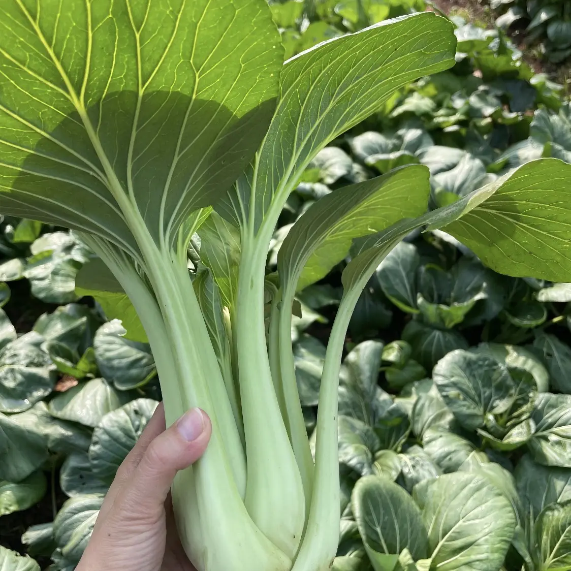 衡阳本地条根白 | 新鲜现摘清甜营养时令蔬菜当天现发