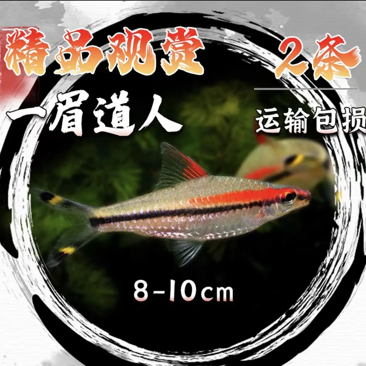 一眉道人热带活体观赏鱼群游草缸淡水好养中小型鱼