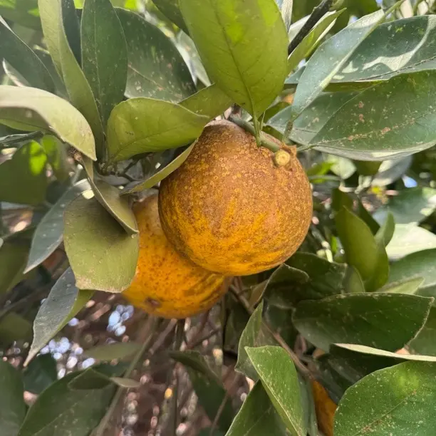 农村爷爷奶奶自家种的丑柚子皱巴巴