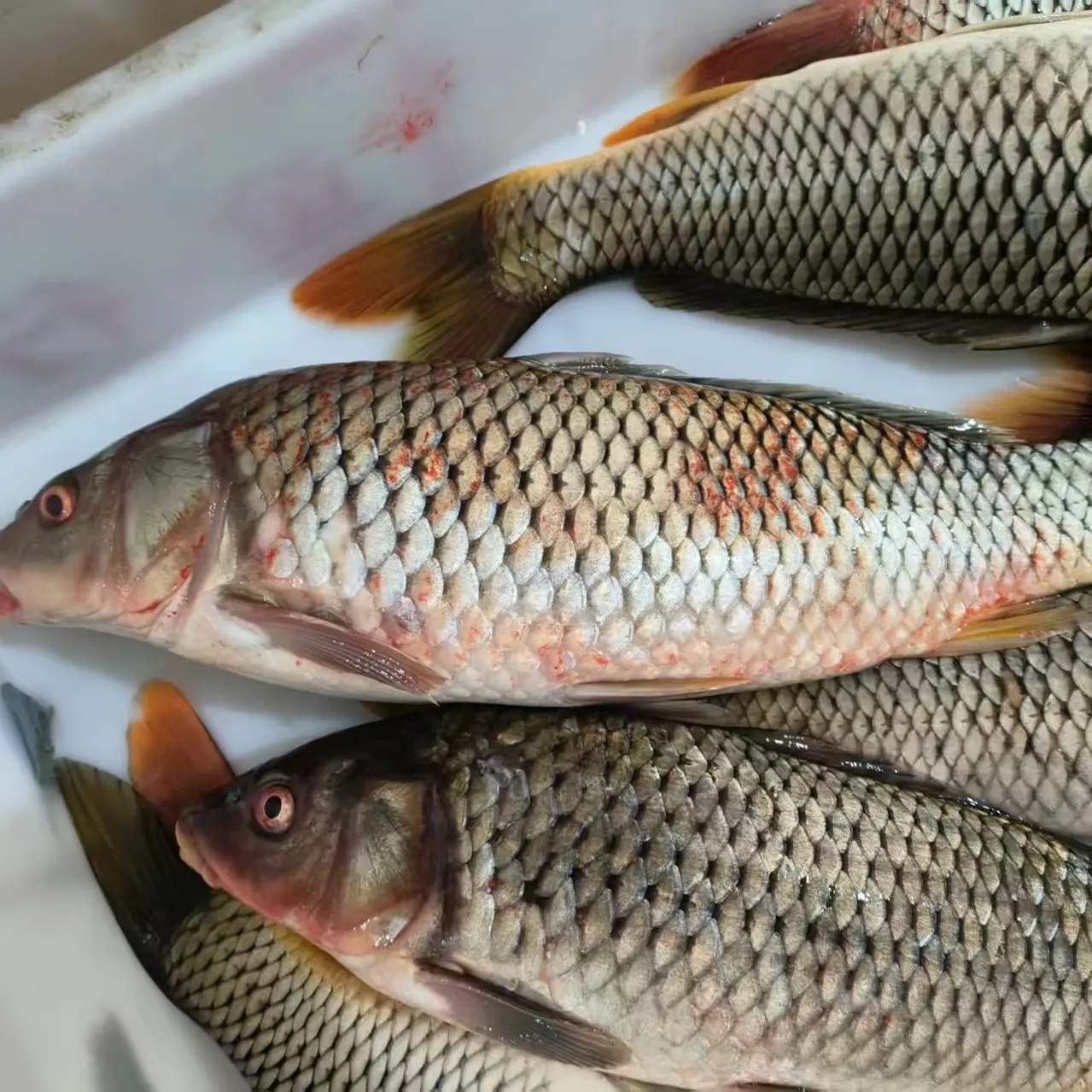 东北冷水野生小鲤鱼8斤顺丰包邮