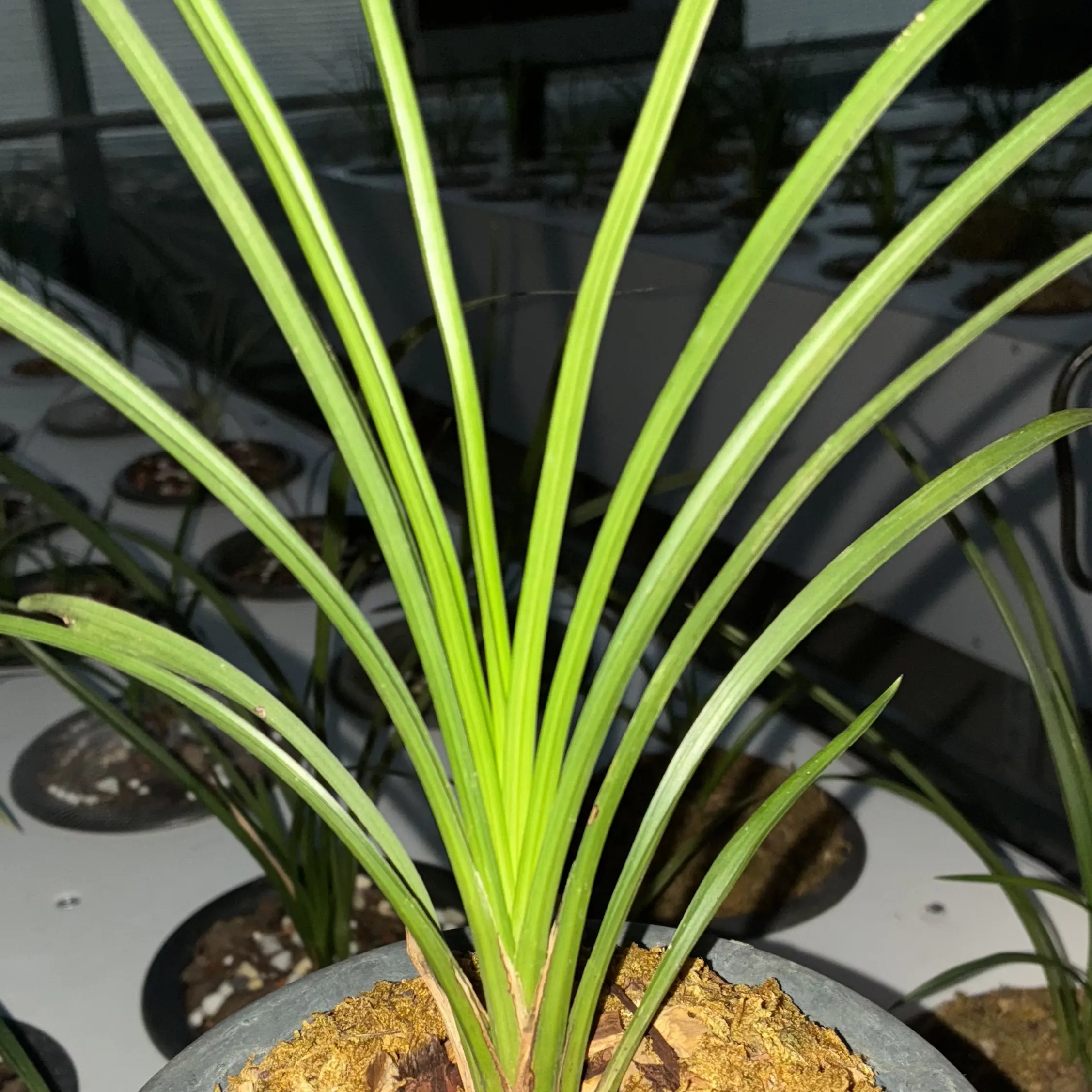 兰花直播间一物一拍私拍不发货