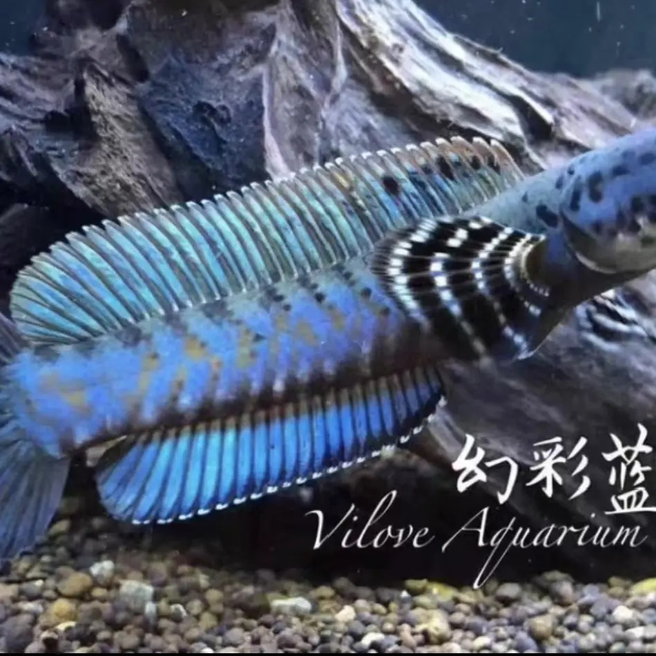 幻彩蓝宝石雷龙鱼 5-7厘米 观赏鱼 亚热带鱼 淡水鱼  活体 宠物