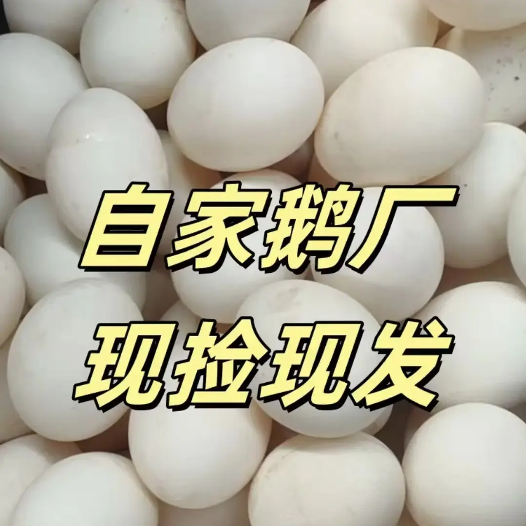 蒲三鹅蛋现捡现发