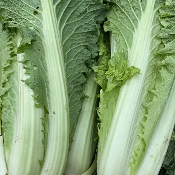 贵州农家自种青口白