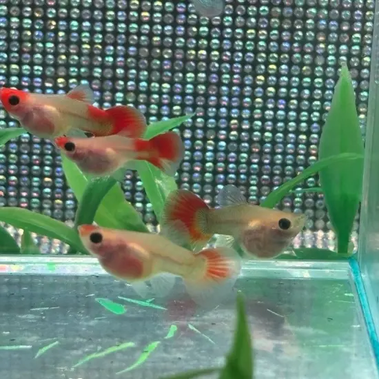 深海蓝球➕深海蓝球 C