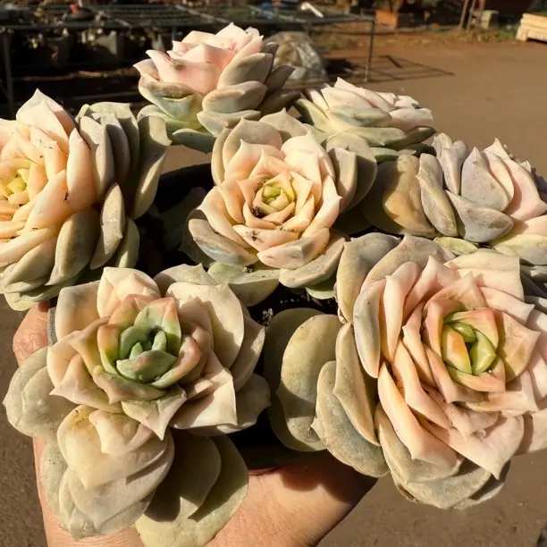 多肉植物可爱玫瑰药锦室内绿植好养易活净化空气