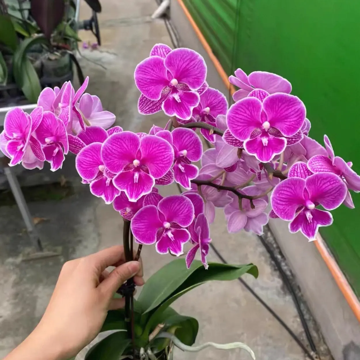 蝴蝶兰《红豆》紫红色大舌头室内阳台绿植好养易长侧枝