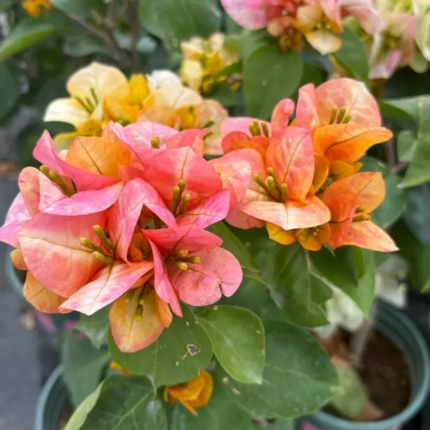 【直播专属】三角梅原盆原土勤花复色爬藤带花阳台庭院四季开花盆栽