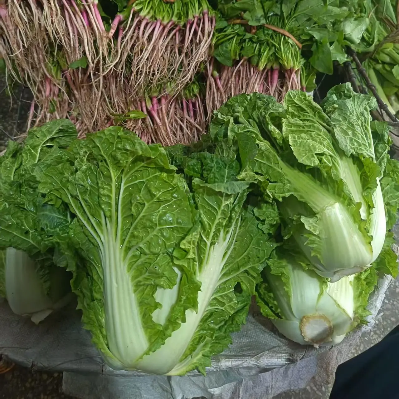 贵州麻叶青口白菜高山露天种植脆甜新鲜蔬菜现采当季火锅菜