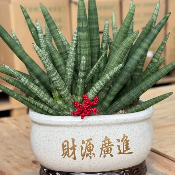 大瓷盆千佛手室内绿植盆栽