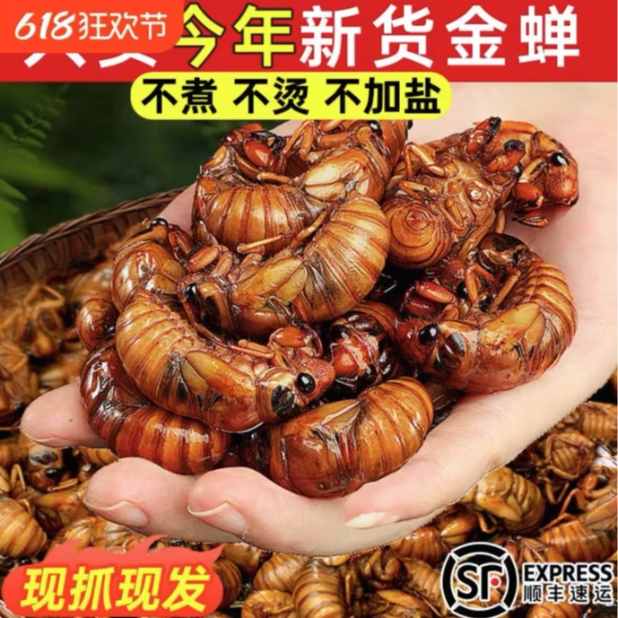 【2025新货顺丰包邮】新鲜爬叉知了猴爬叉新鲜头茬金蝉活体冷冻发货