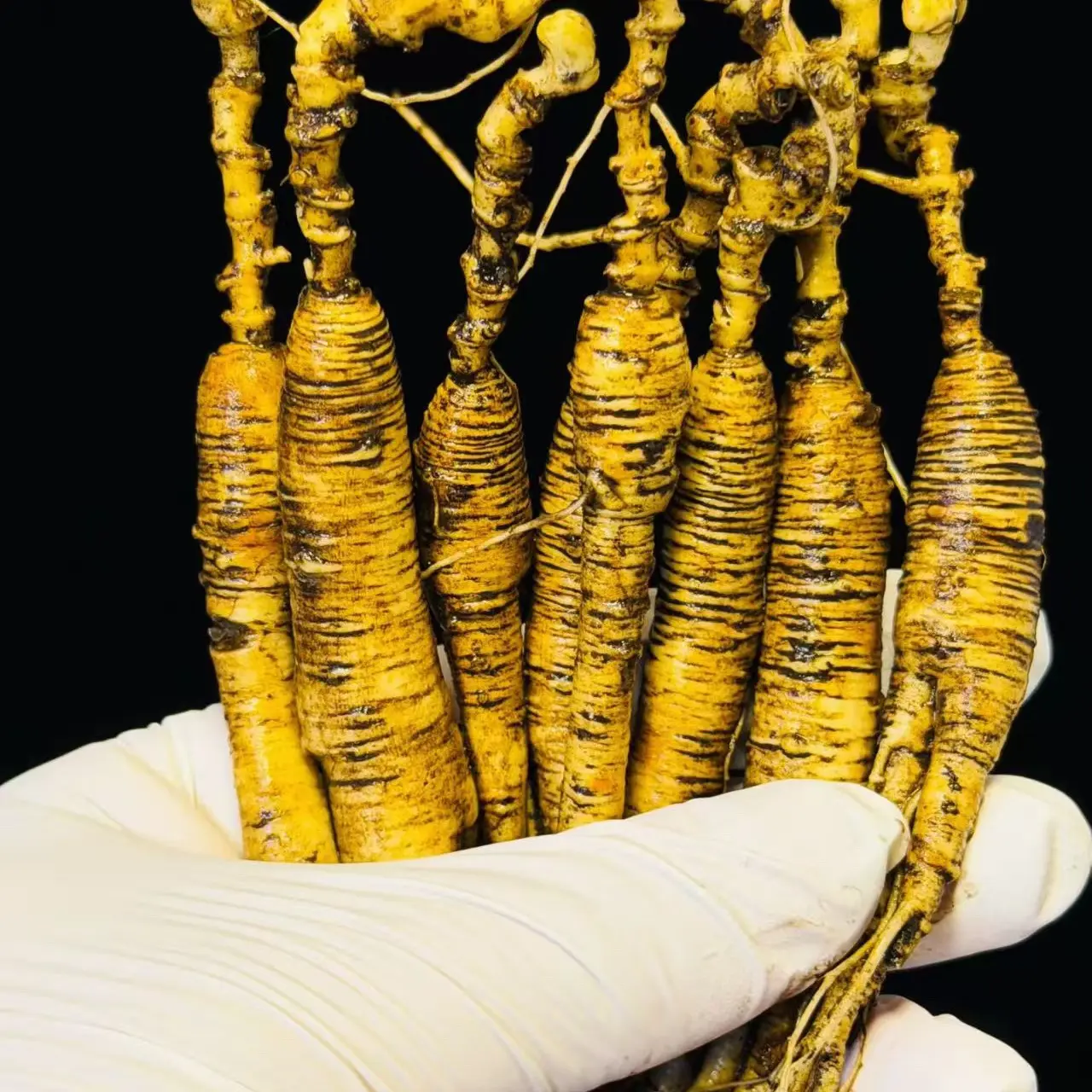 长白山新鲜林下参拍货链接图片仅供参考