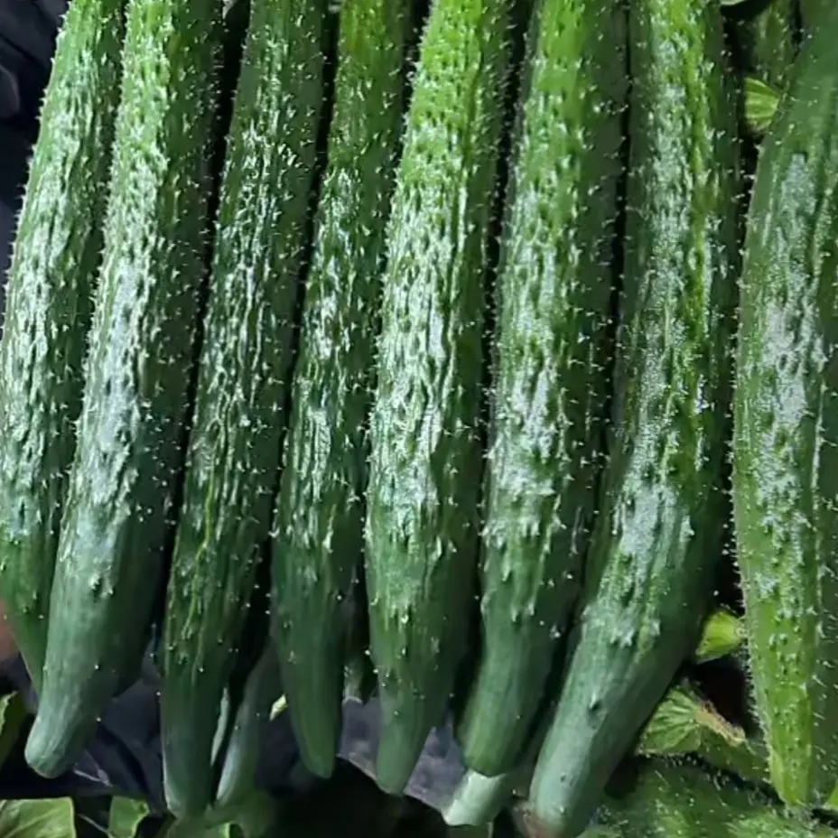 新鲜现摘头茬黄瓜青皮儿绿心儿口感脆甜可生吃凉拌的当季蔬菜