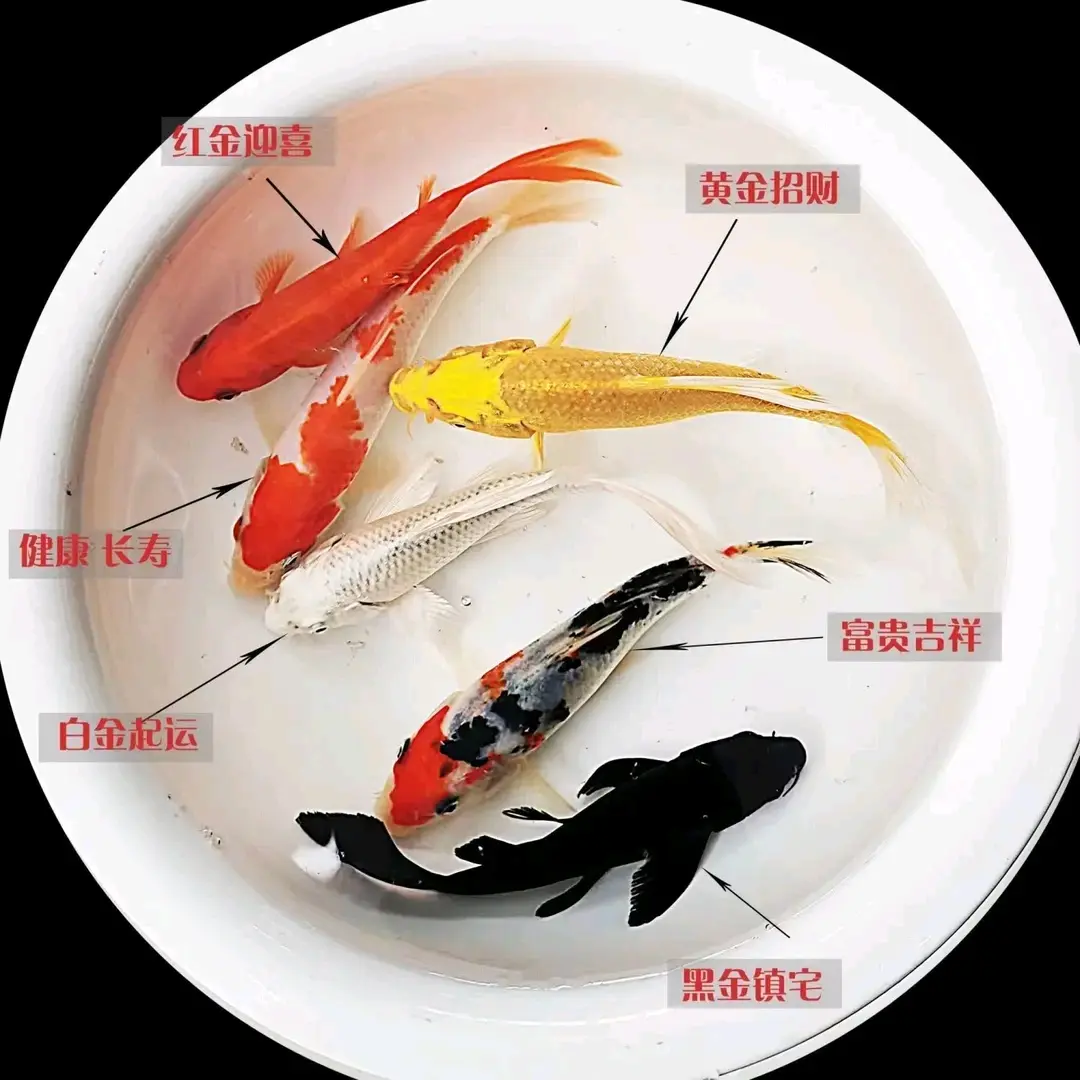 （蓝色号牌600-700号直播间一组一拍）尺寸12-16公分冷水锦鲤观赏鱼