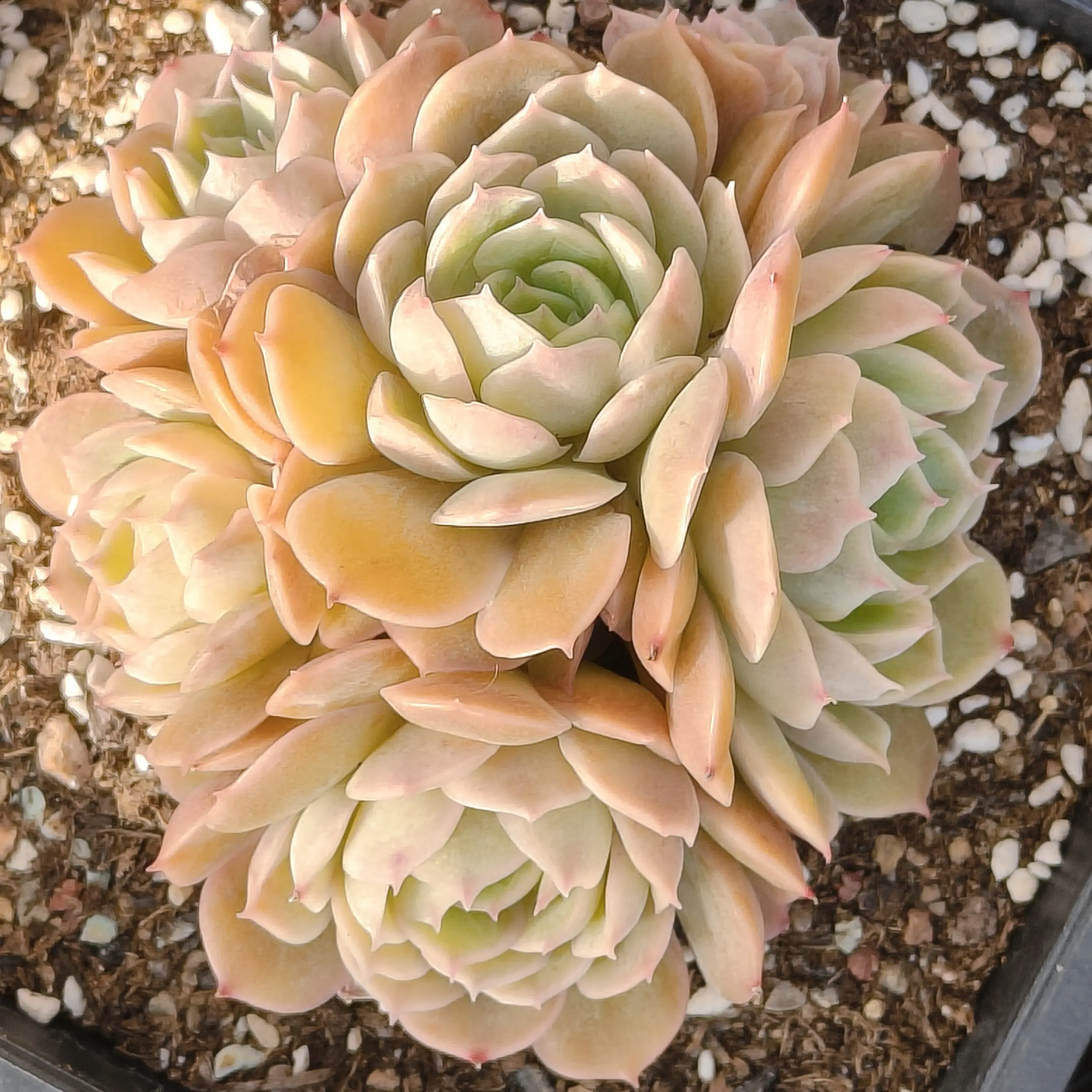 昂斯诺多肉植物带土好养适合阳台种植