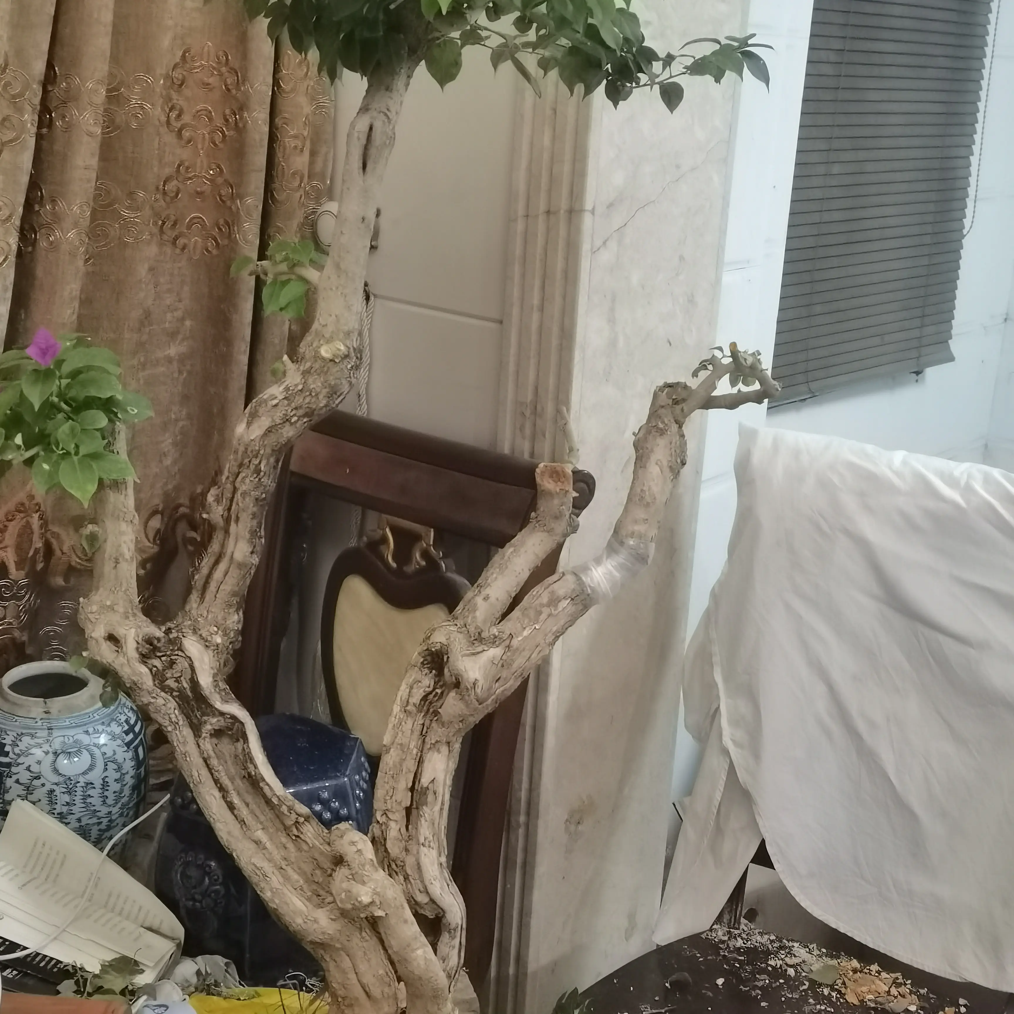 原生三角梅盆景老桩，造型美观易打理