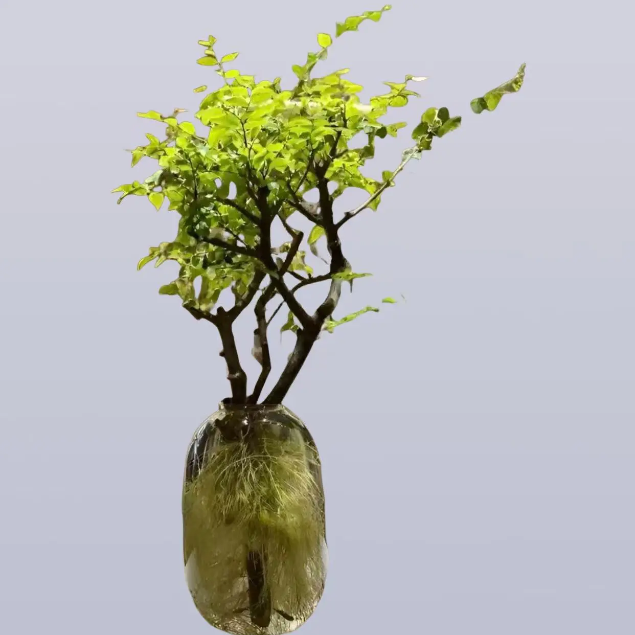 居家软装易活桌面盆栽