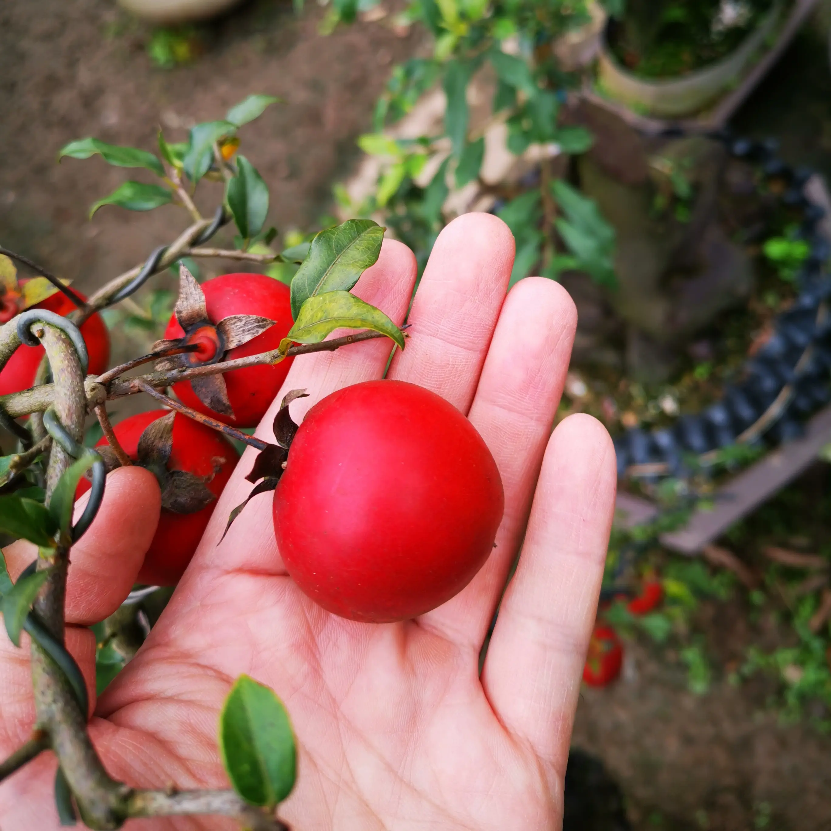 各种形状的金弹子盆景