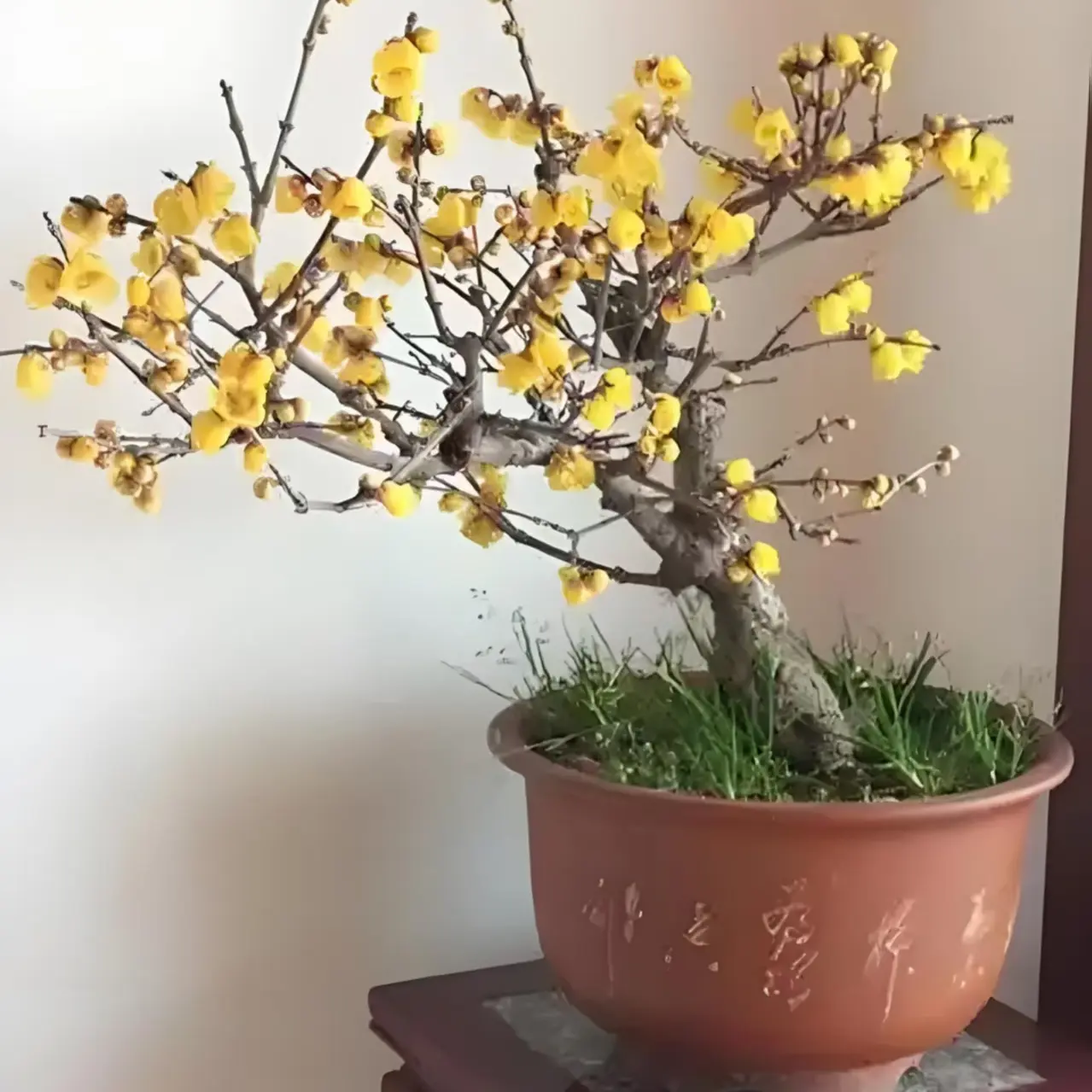 浓香型腊梅盆栽耐寒带花苞适合南北家居阳台庭院种植好养活花卉