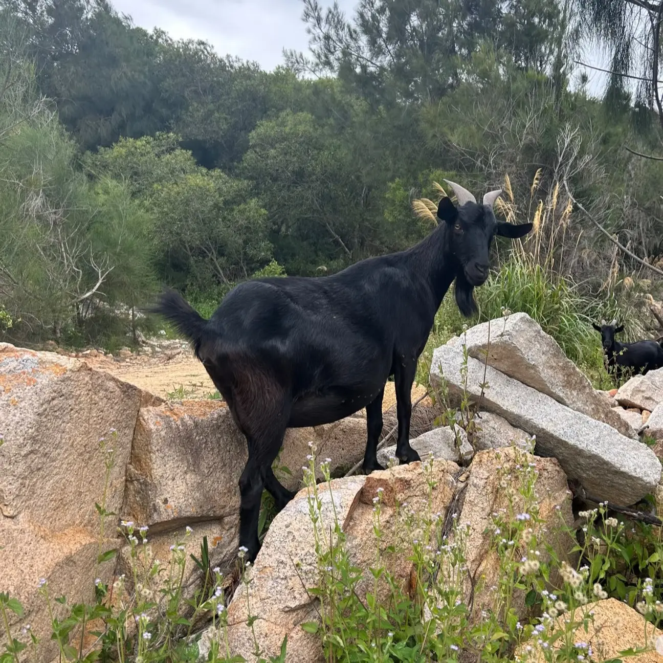 黑山羊贵州本地散养黑山羊羊新鲜现宰山羊 顺丰冷链 不支持退货