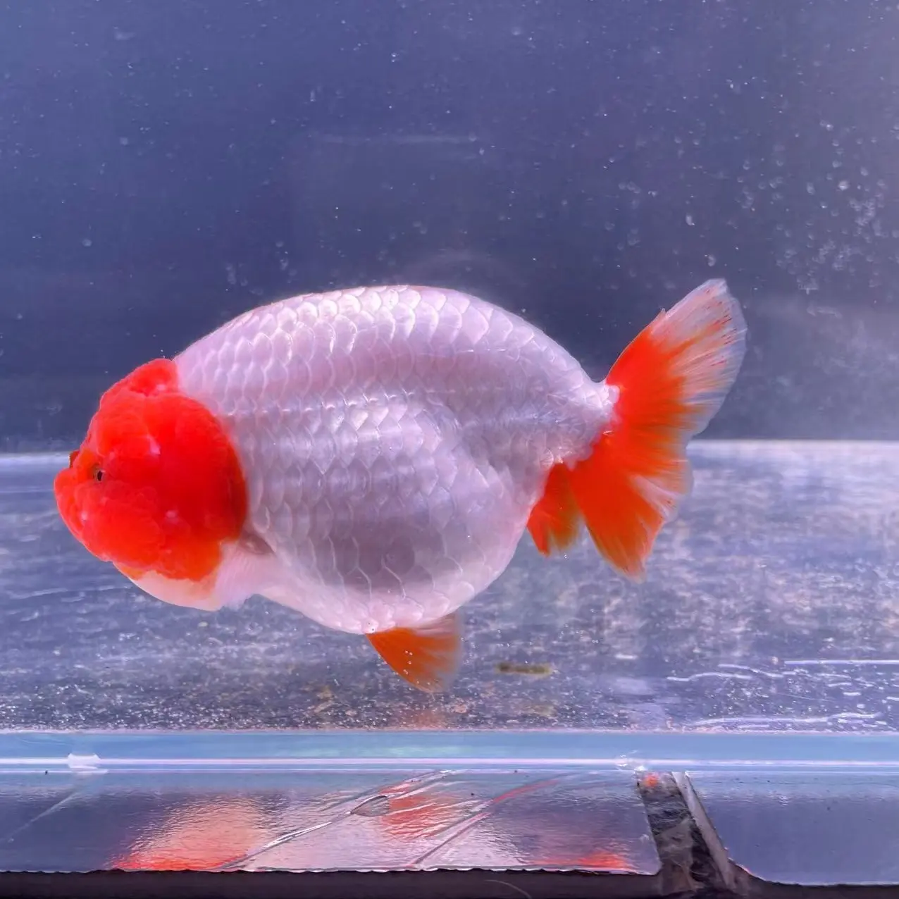 泰狮金鱼活体冷水观赏鱼好养耐活百褶裙娃娃脸元宝狮淡水鱼苗