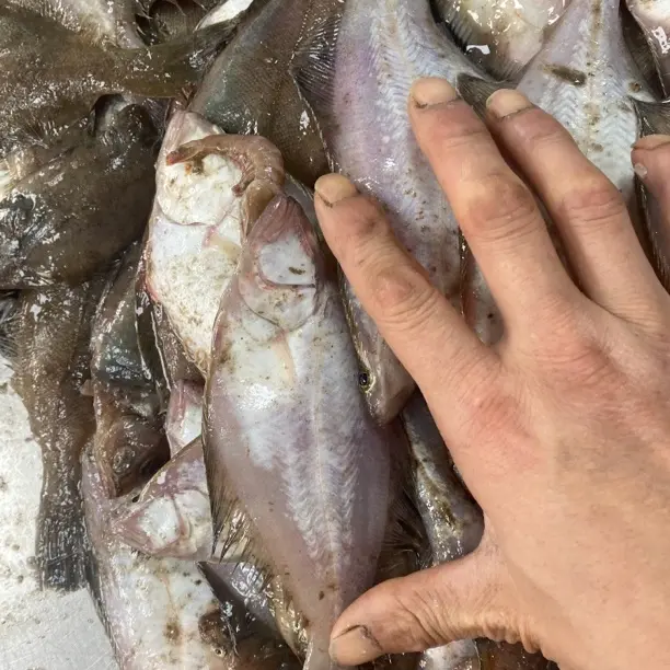 青岛本地小号偏口鱼6斤顺丰包邮新鲜海鱼